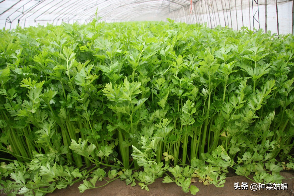 冬季大棚芹菜怎样浇水施肥,现在大棚里的芹菜什么时候浇水好