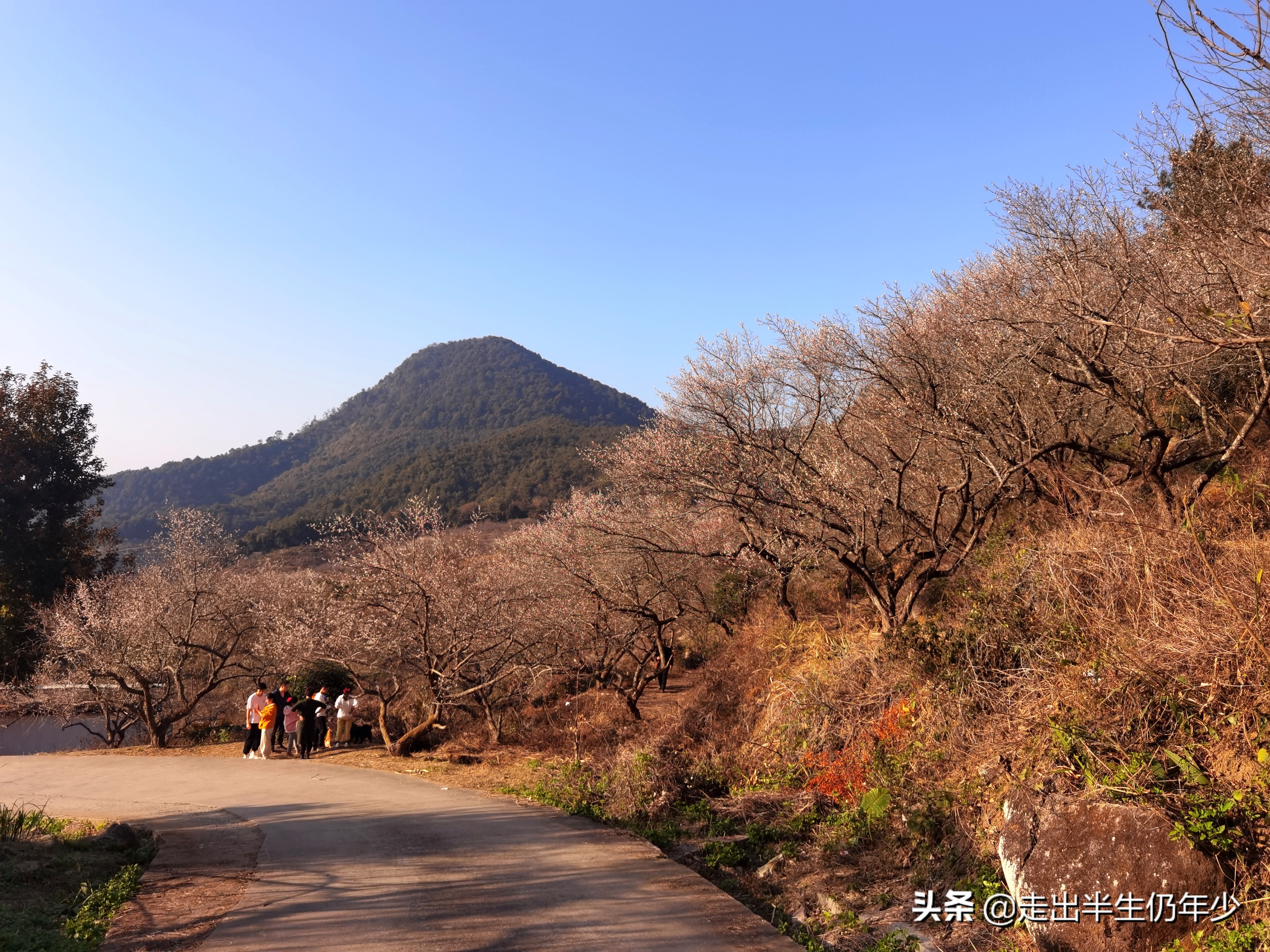 惠东梁化梅园今天开放吗,惠东旅游景点梁化梅园