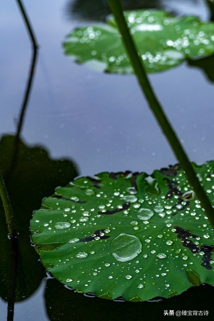 百首夏天绝美诗词荷花,映日荷花别样红赞美荷花的诗句