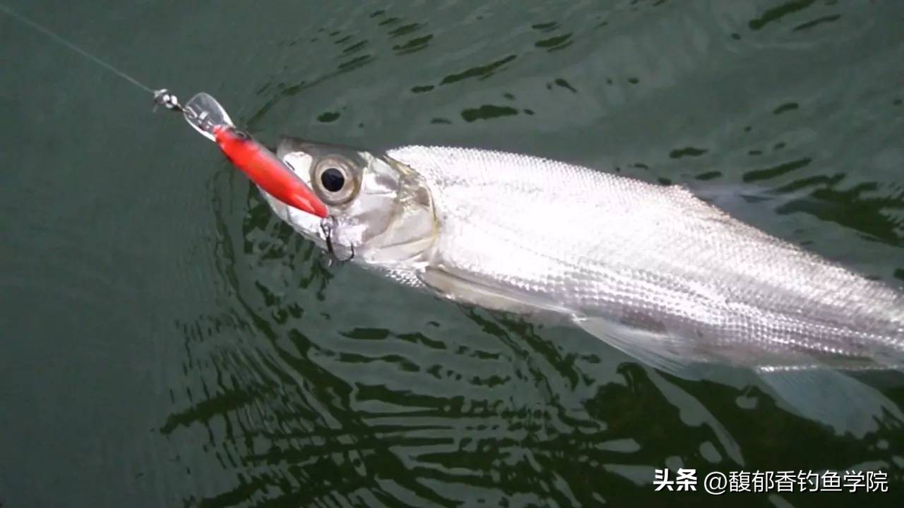 路亚各种假饵如何搭配线,路亚假饵要大的好钓还是小的好钓