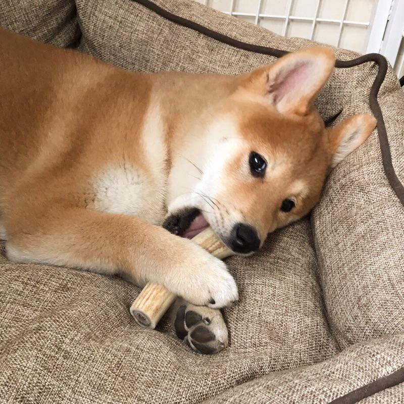 狗狗有口臭怎么办最有效的方法,狗狗口臭怎么办解决方法大揭秘