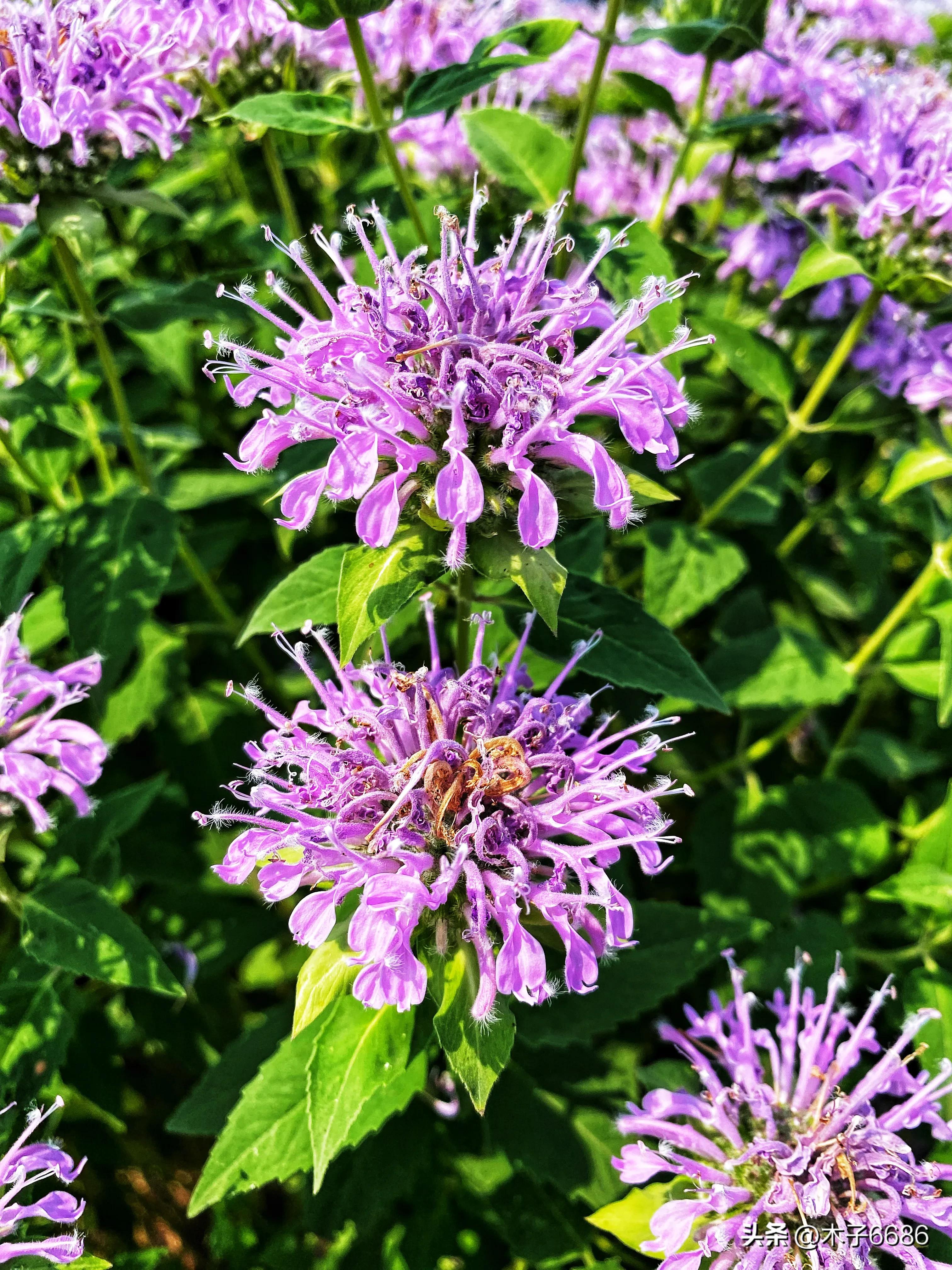 苹果味的薄荷植物,薄荷清凉可口