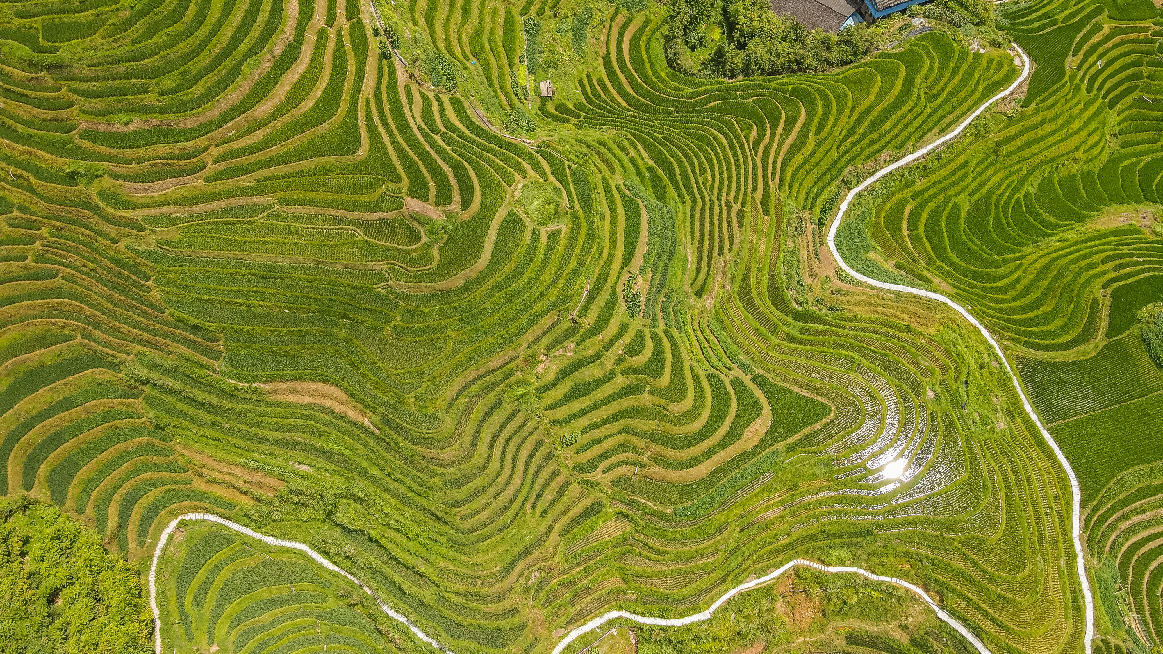 龙脊水稻梯田图片,龙脊水稻