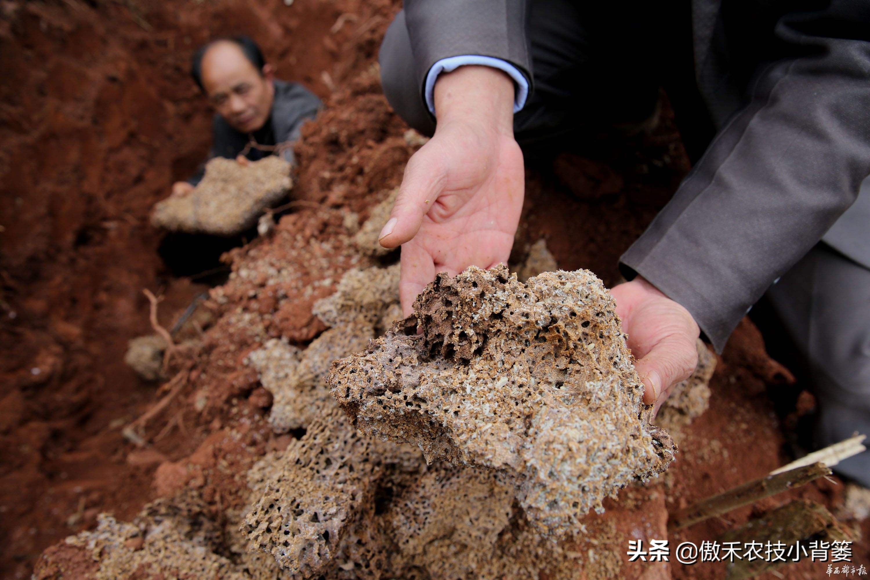 白蚁防治常用的两种灭治白蚁方法,白蚁常见的防治方法