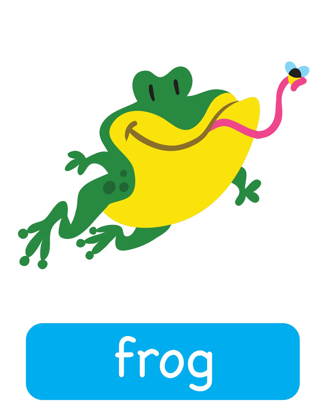 图说英语单词：高清动物类卡片，一图一单词