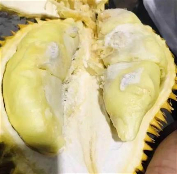 榴莲开了没熟怎么办补救,榴莲开了没熟怎么补救