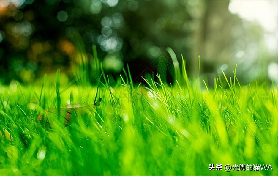 描写秋天的小草五言诗句,描写小草一年四季变化的诗句