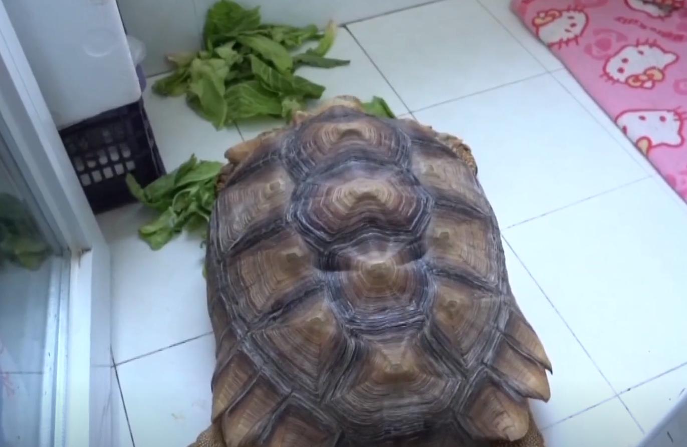 男子在臭水沟捡到一只乌龟,男子在河边捡到两只大乌龟