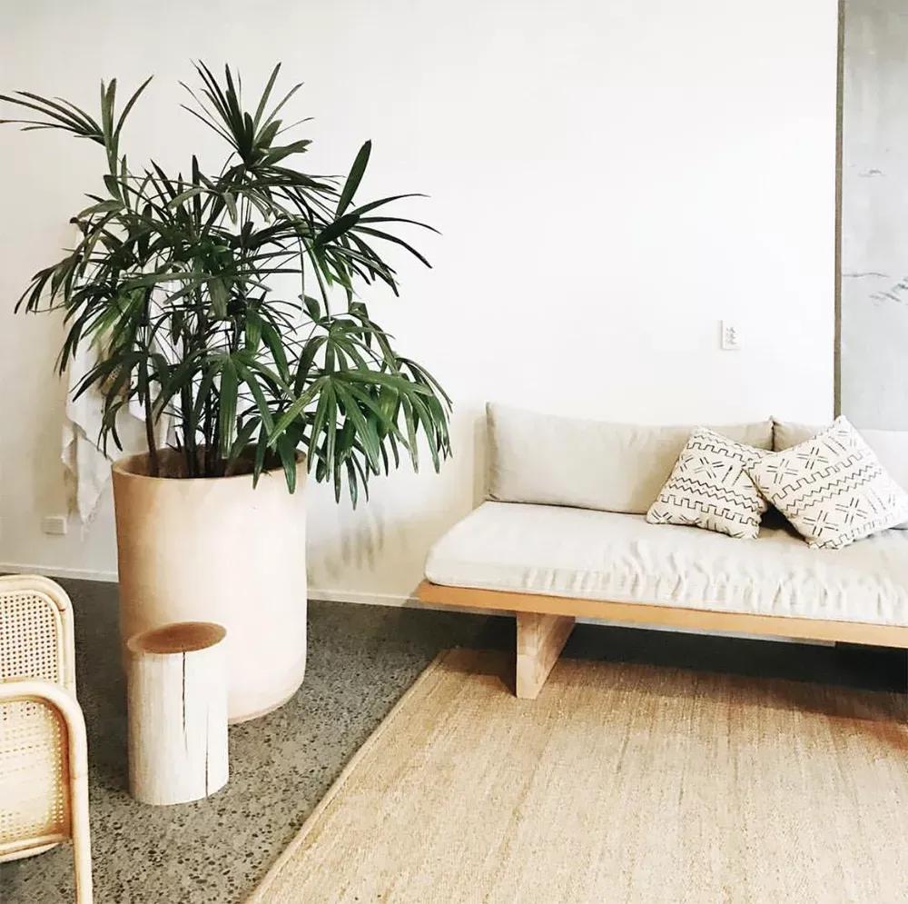 客厅实用盆栽植物有哪些,客厅一般放什么植物盆栽比较好