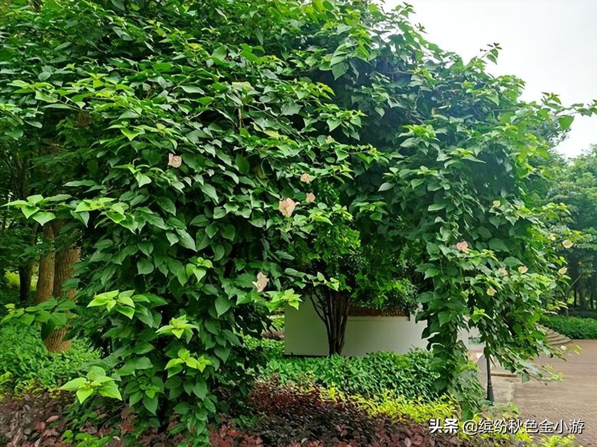 广西柳州有个小而美的公园，很多本地人都不知道，它原是个臭水塘