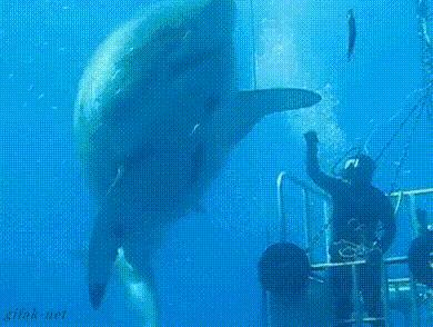 动物界中最强大的动物,动物界中最强动物