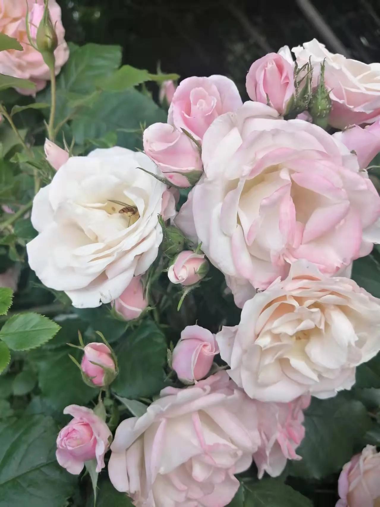 胃黏膜保护剂类有哪些药物,酒后喝的胃粘膜保护剂