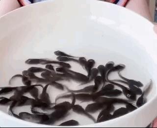 没有一只小龙虾可以活着游出长江,没有一只蝌蚪能活着走出广西