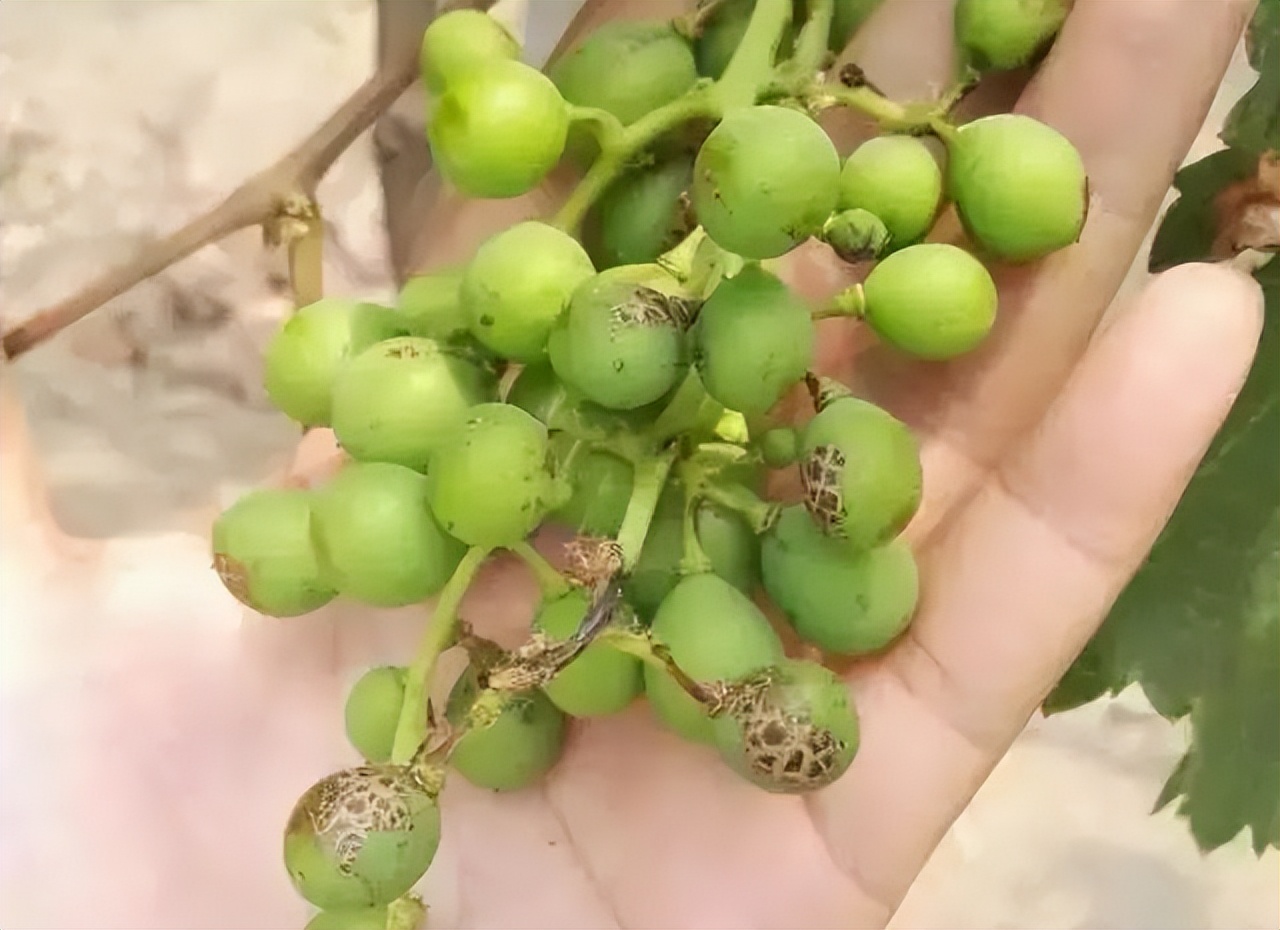 葡萄刚谢花打什么药,葡萄谢花后怎么保果
