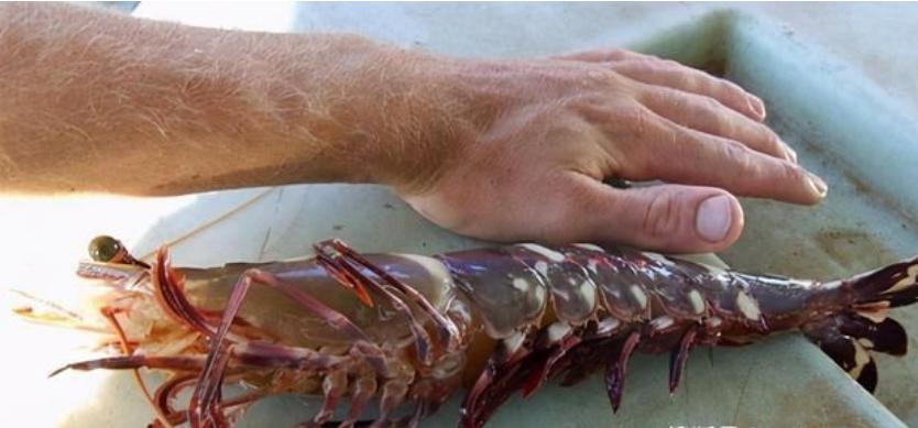黑虎虾泛滥成灾美国再遭生物入侵,美国泛滥成灾的虎虾