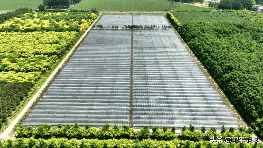 邹平市青阳镇：种出共富农场好“姜”来