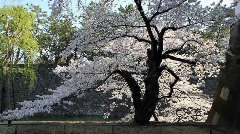 遵节循气|*光春**为礼,花开为信