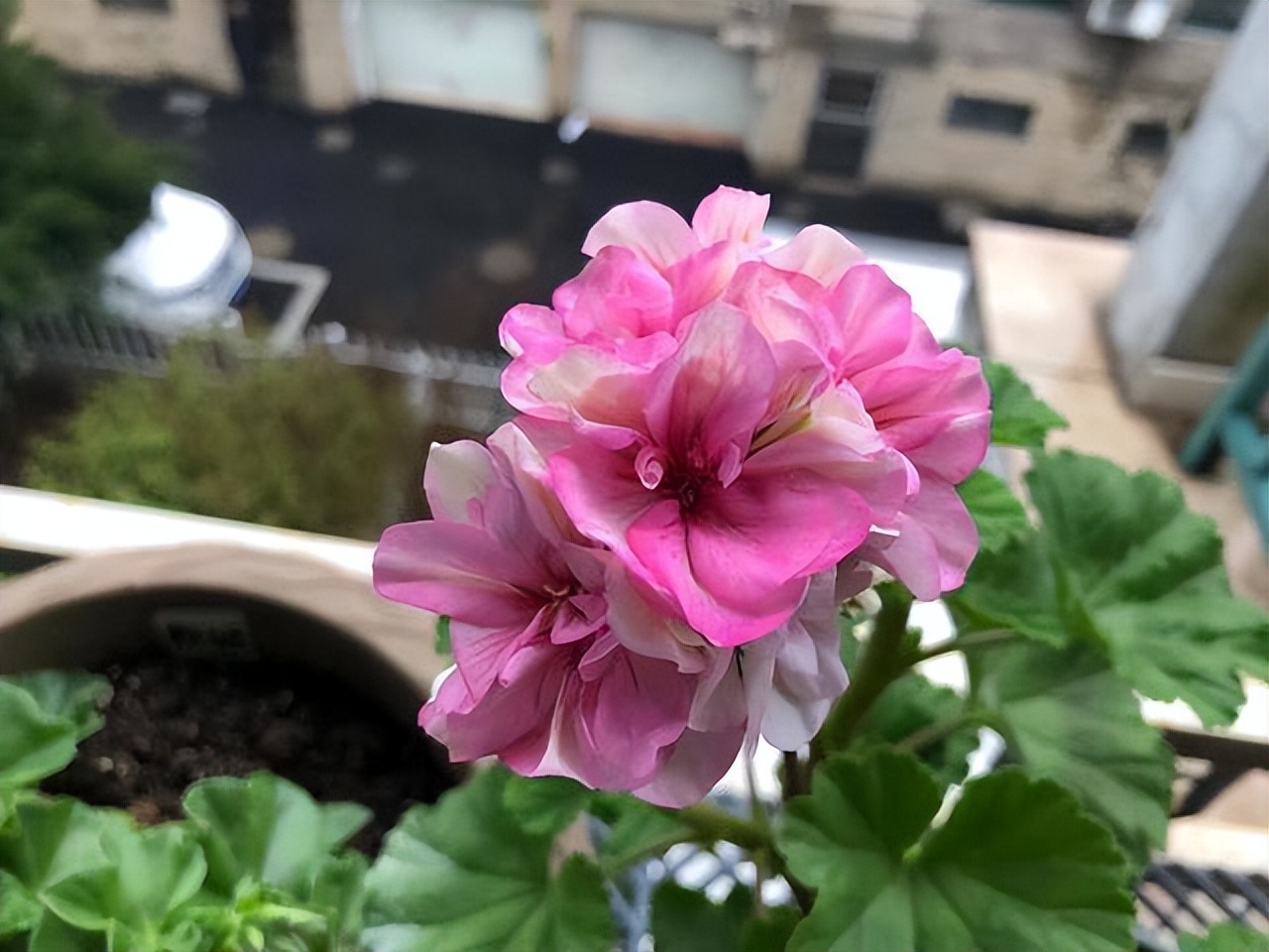 家里养花花草草便宜好养推荐,最便宜又好养的4种花草