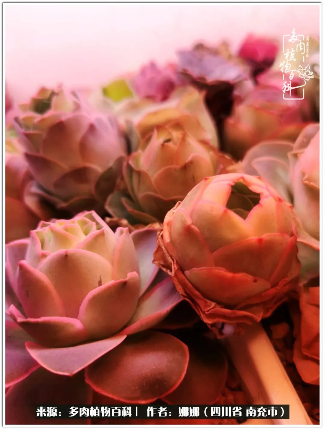 带刺的玫瑰阳台多肉,开花的玫瑰多肉