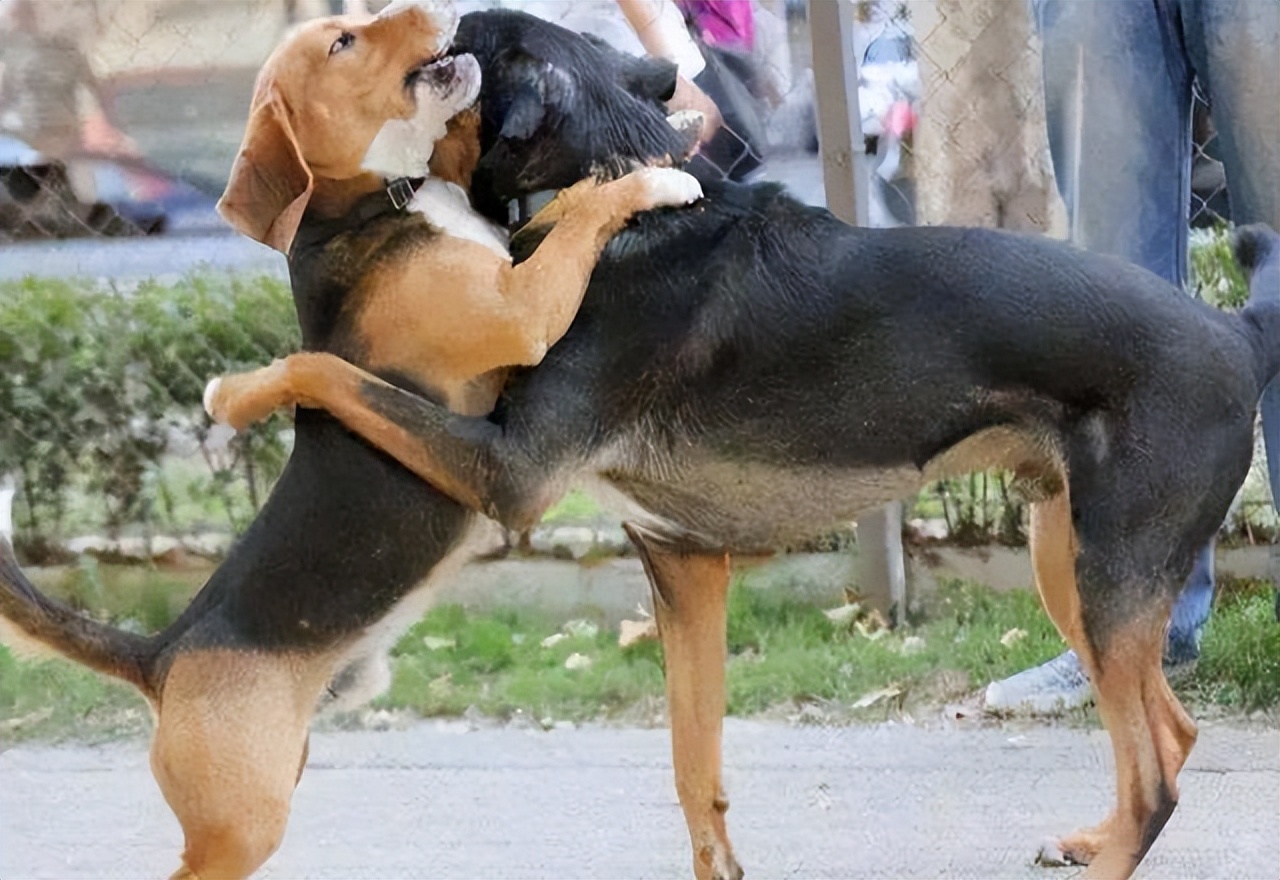 为什么狗狗“交配”的时候，不能轻易打断？