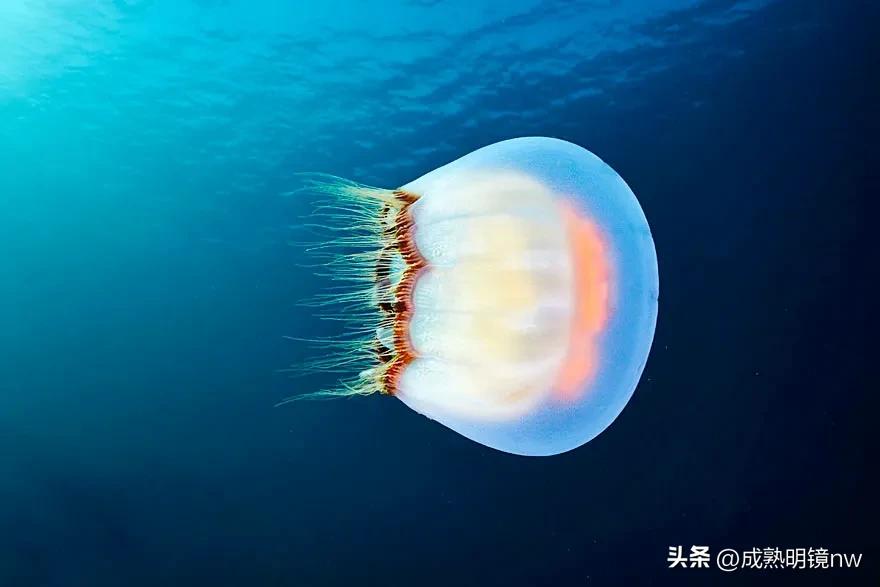 奇怪又美丽的水母,透明漂亮的水母