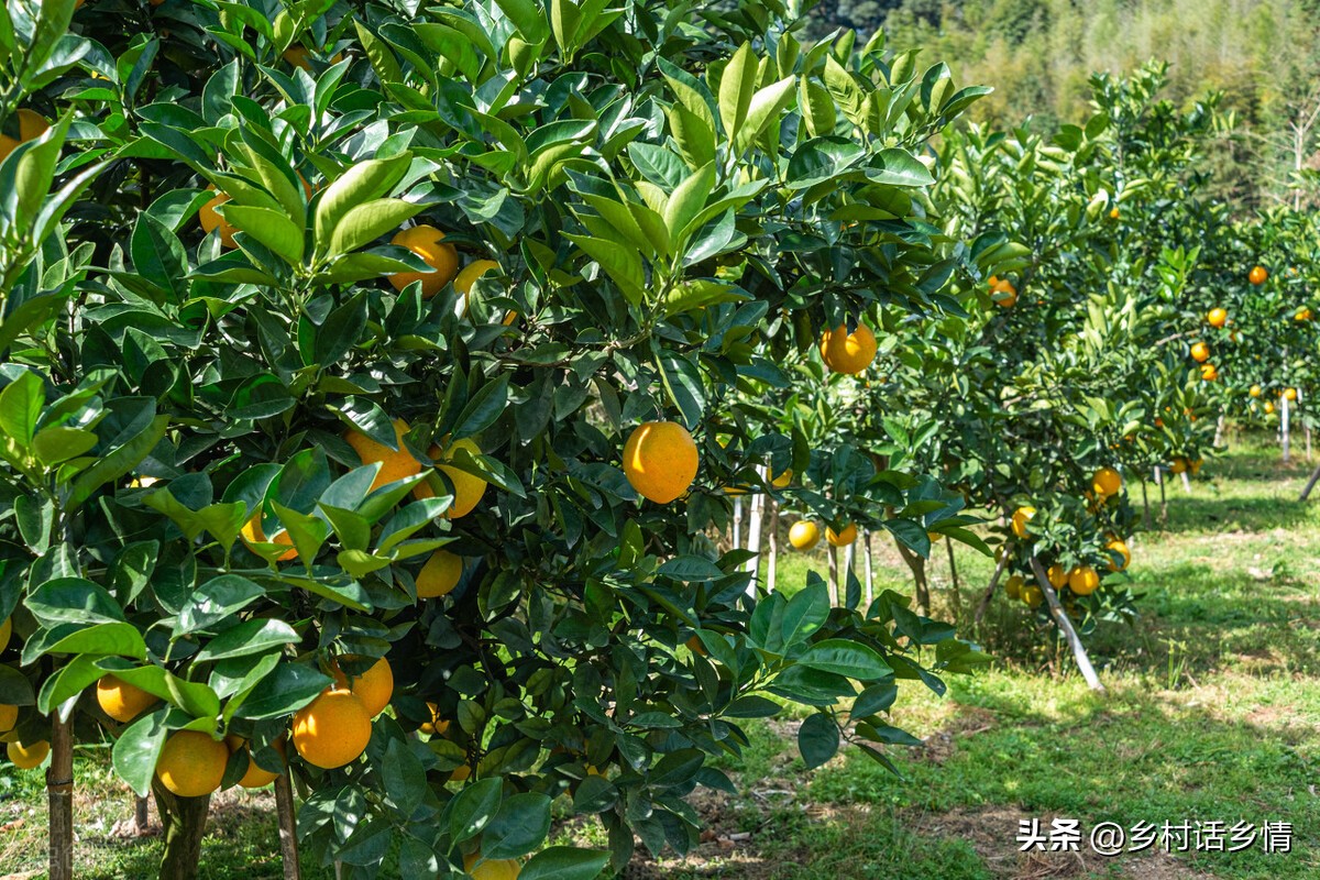 叶面肥用什么醋最好,叶面肥醋果树