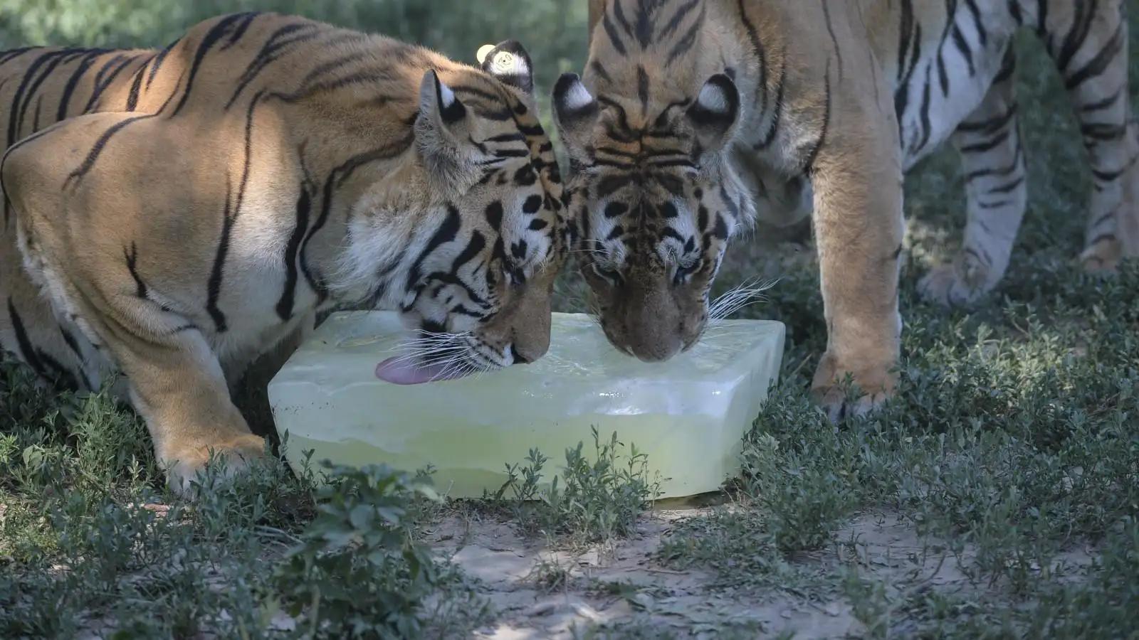 天气热动物园老虎,动物园里的老虎和野生老虎