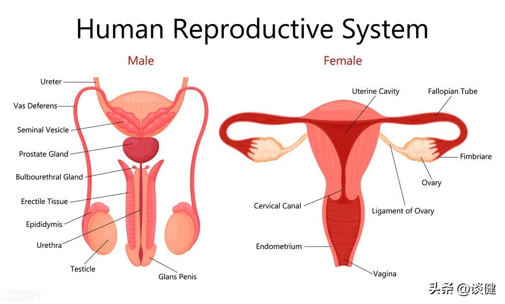夫妻生活后需要马上小便吗？会有什么健康好处？答案告诉你