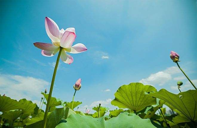 王维50首最好的五言绝句,王维最有名的十首诗大全