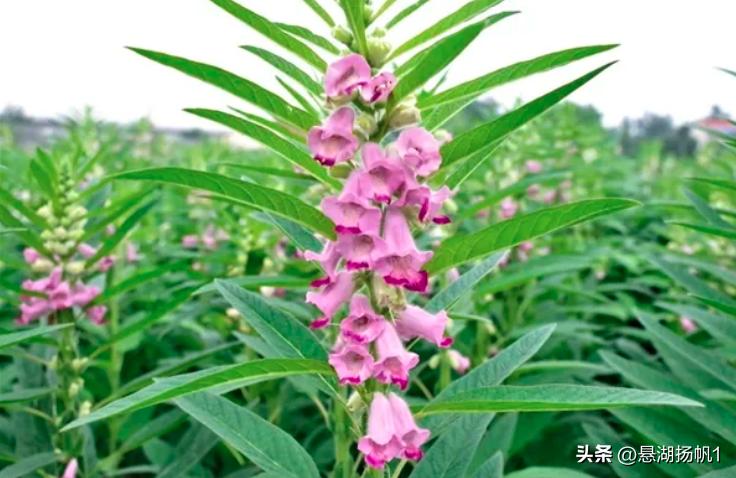 学习强国归纳总结,学习强国最新题速记版