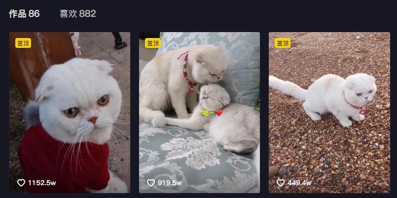 猫界顶流刘二豆,喵界顶流二豆