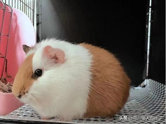 荷兰猪脚趾头肿了怎么办,荷兰猪的前爪肿了是因为什么