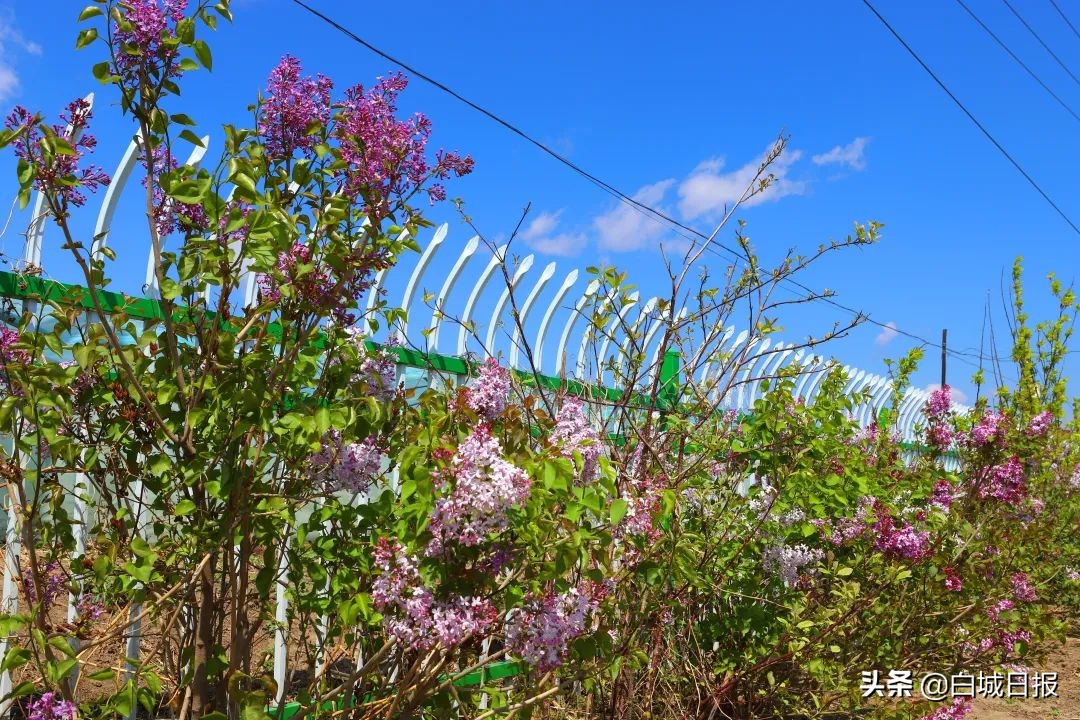 小村庄村支书,小村领头人小说