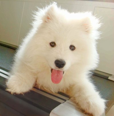 十大最萌宠物狗排行,最萌的宠物狗是什么品种