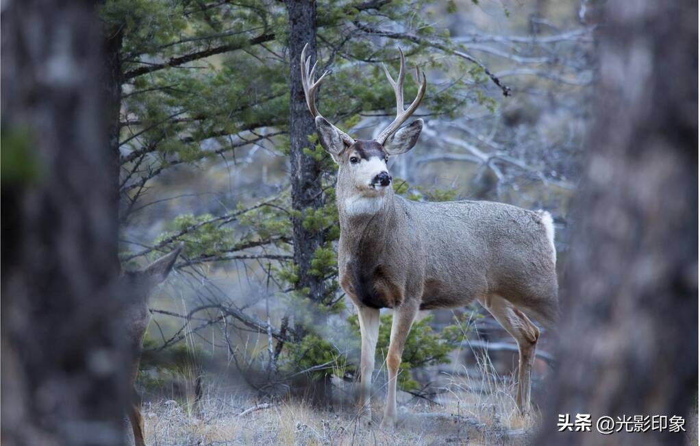世界最早的国家公园——美国的黄石公园