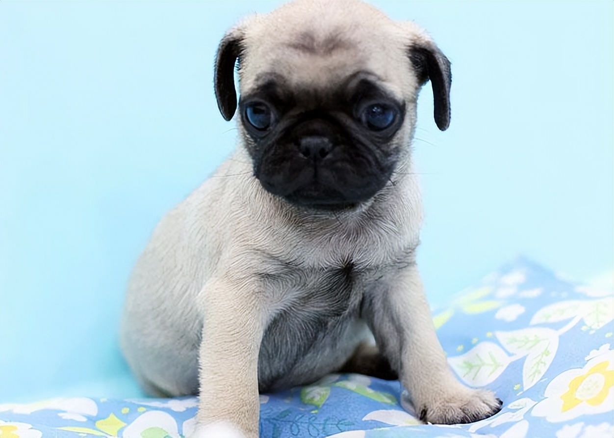 推荐几种狗不贵又好上手养就对了,建议穷人养的10种小巧便宜狗