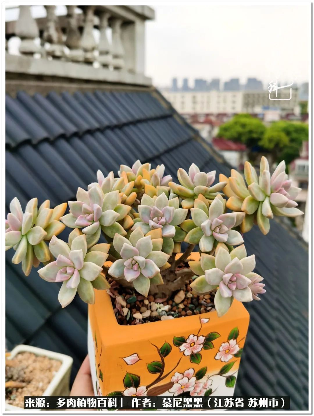 生活需要三分甜,生活需要一半禅意一半烟火