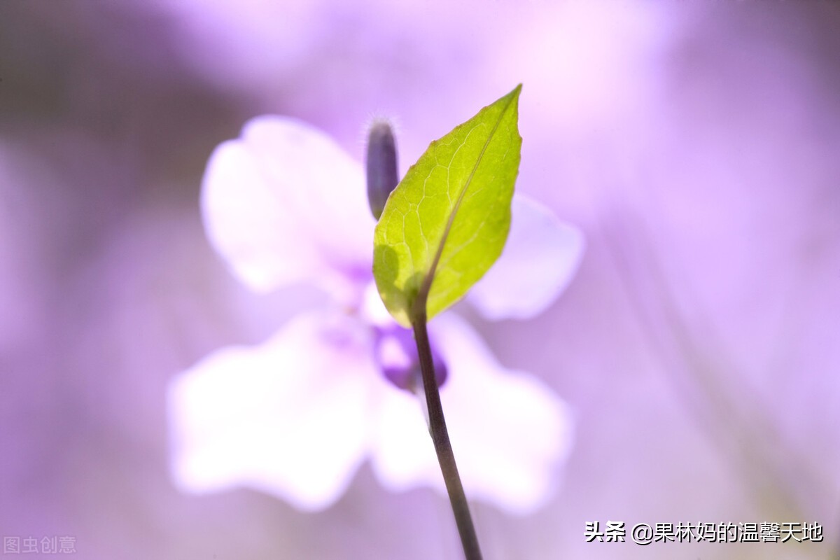 六十岁女人没孩子离婚后会怎么样,60岁的女人没有社保离婚了怎么活