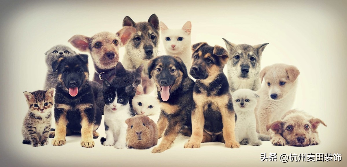 打造宠物小窝,创意宠物店装修布置