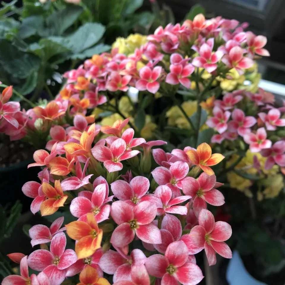 过期药片浇花的正确方法,过期药片是养花宝贝肥效强10倍