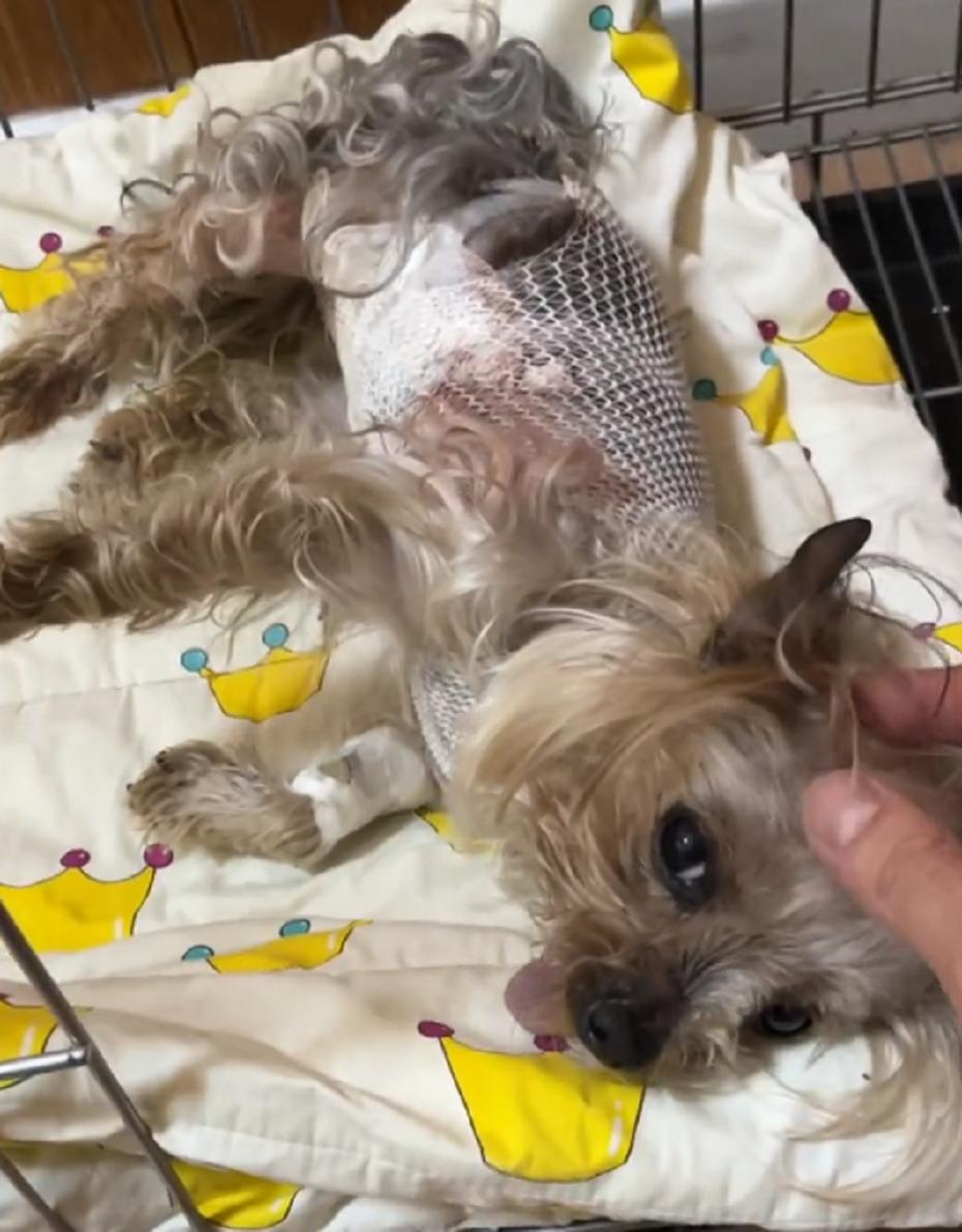 辽宁：年迈约克夏独自流落街头，小哥：如果没被发现，它该咋生存