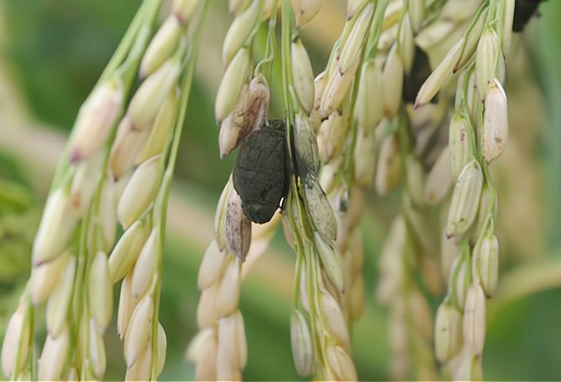 水稻黑条病害图片大全,水稻产生黑根的原因主要是