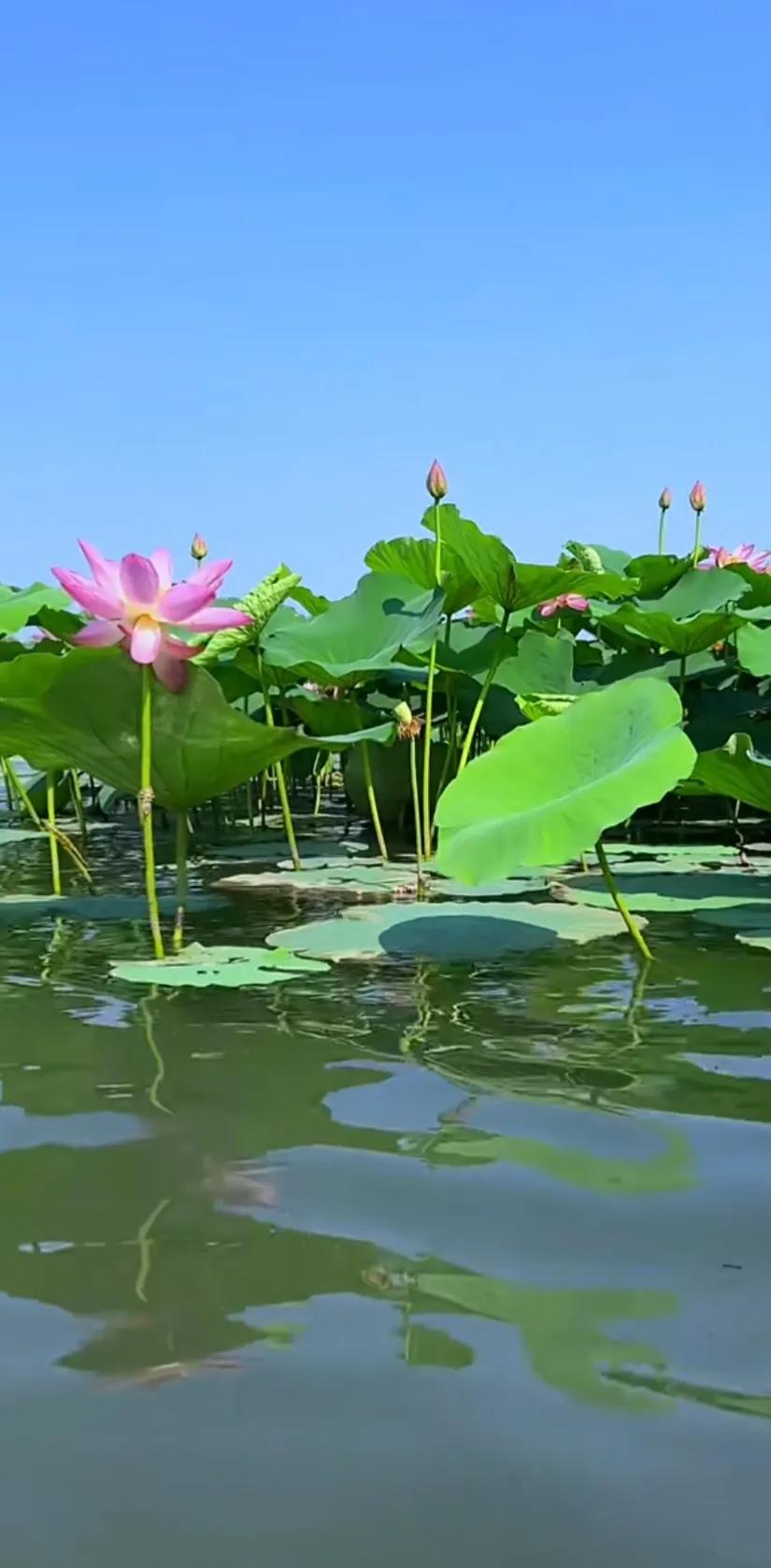 分享一组荷花图,分享一张你与荷花的照片