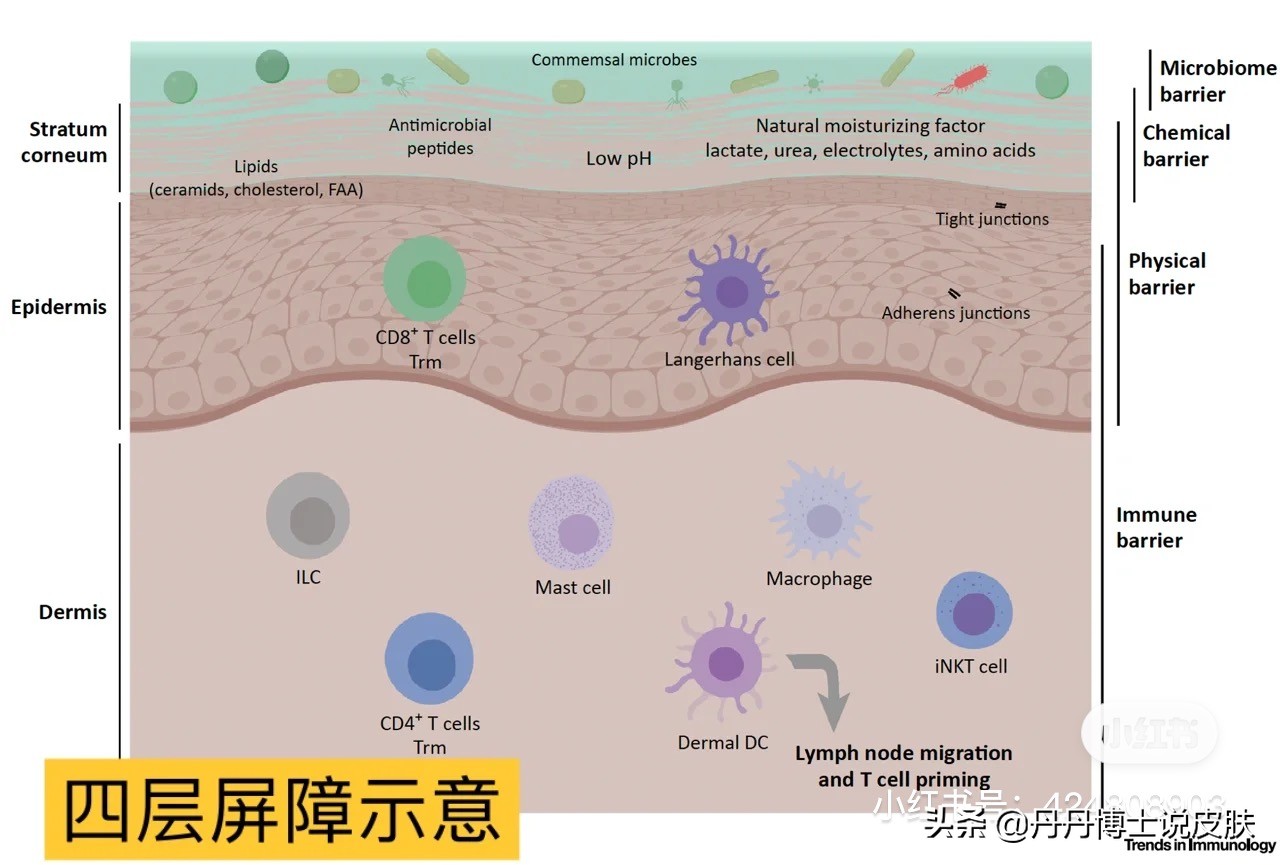 皮肤干燥、敏感、泛红、刺痛？可能是皮肤屏障出了问题