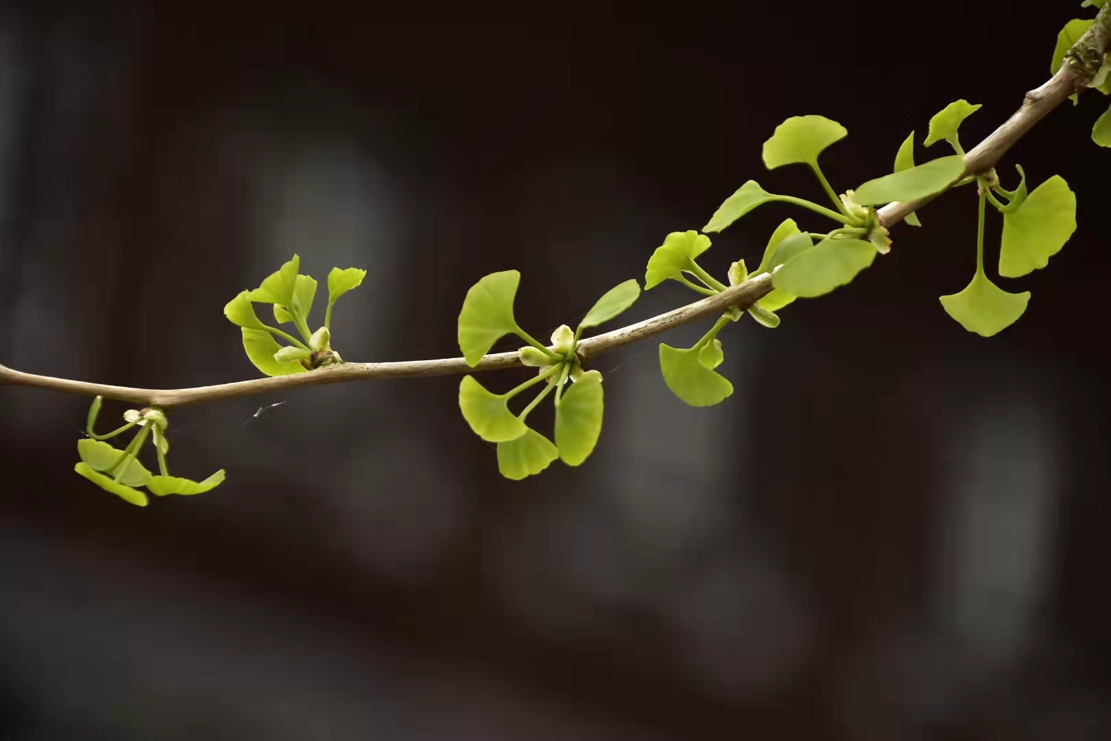 做一个乐观的人演讲ppt,做一个乐观的人朗读