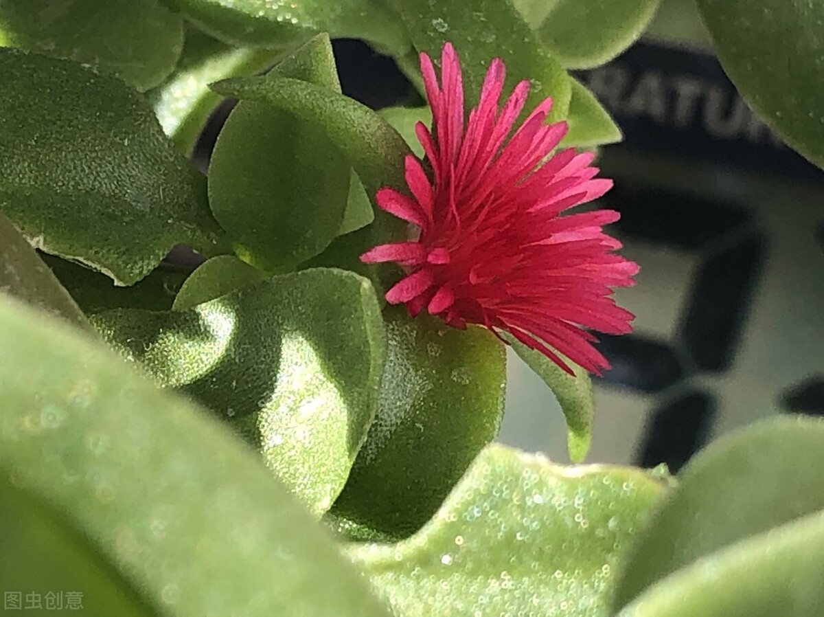 耐阴能净化空气的盆栽,哪种盆栽净化空气最好