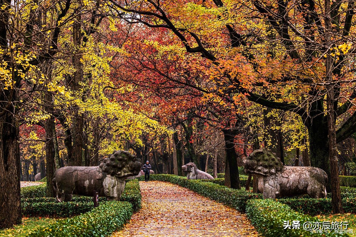 南京秋季最美景点推荐,南京秋季旅游攻略最新
