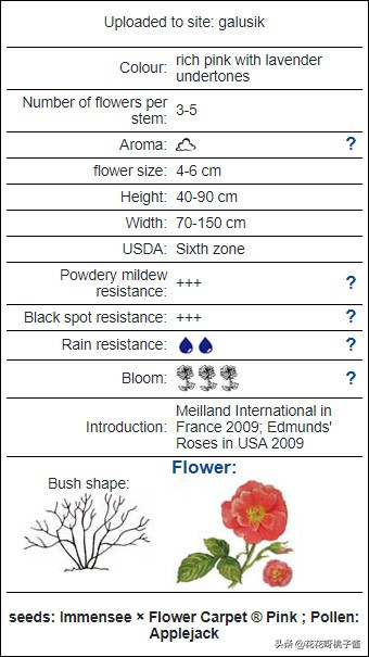 黄色月季哪个品种耐热耐晒抗病强,最耐热耐晒的切花藤本月季品种
