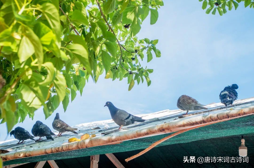 斑斑和鸠鸠,斑斑和鸠鸠的主页
