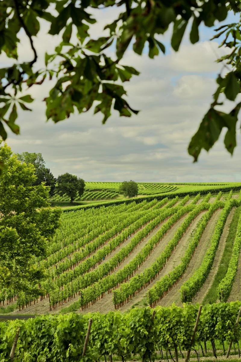 上海米其林三星,上海米其林餐厅2021完整榜单